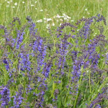 Niittysalvia (siemenet) - Salvia pratensis