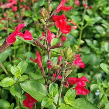 Keijunsalvia Flammenn