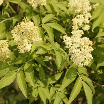 Selja - Sambucus miquelii