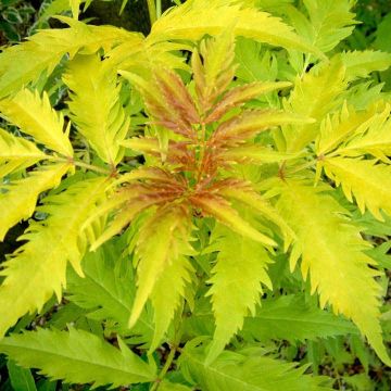 Terttuselja Plumosa Aurea