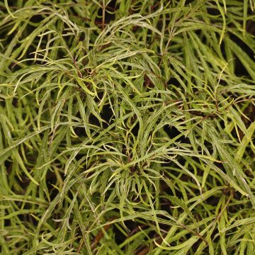 Terttuselja Tenuifolia