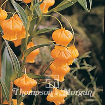 Lyhtylilja (siemenet) - Sandersonia aurantiaca