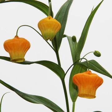 Lyhtylilja - Sandersonia aurantiaca