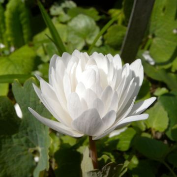 Lumikki Flore Pleno