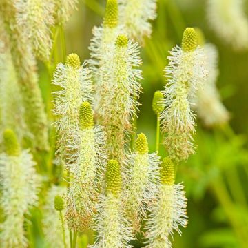 Kanadanluppio - Sanguisorba canadensis