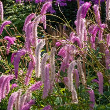Komealuppio - Sanguisorba hakusanensis