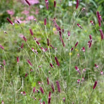 Hurmeluppio - Sanguisorba menziesii