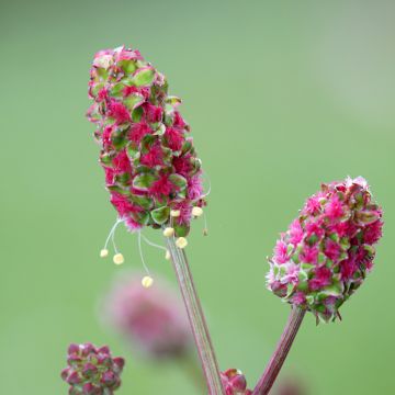 Pikkuluppio - Sanguisorba minor
