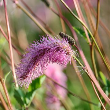 Nuokkuluppio - Sanguisorba obtusa