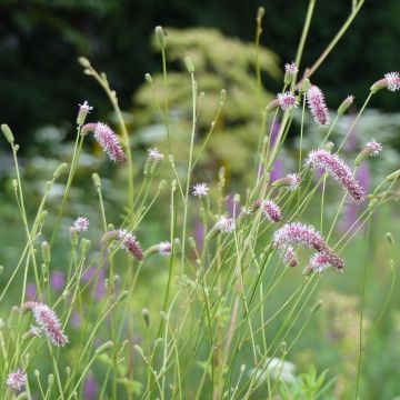 Kiiltoluppio var. purpurea