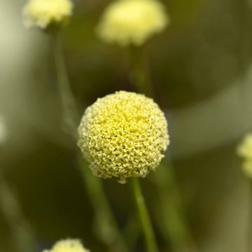 Viherhopeayrtti - Santolina rosmarinifolia