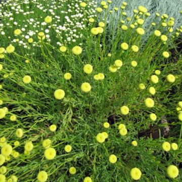 Oliiviyrtti - Santolina viridis