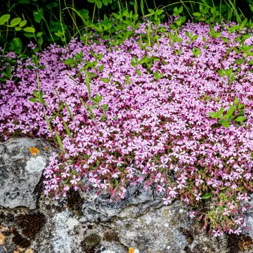 Kivikkosuopayrtti - Saponaria ocymoides
