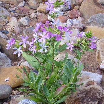 Rohtosuopayrtti - Saponaria officinalis