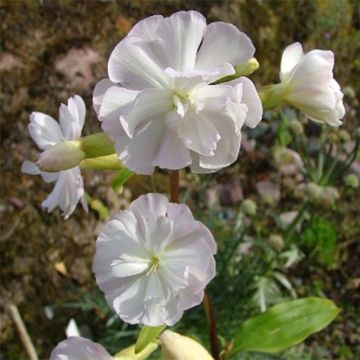 Rohtosuopayrtti Alba Plena