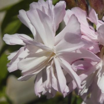 Rohtosuopayrtti Rosea Plena