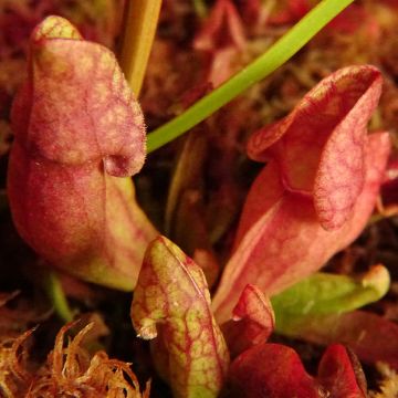 Purppuratötterö - Sarracenia purpurea subsp. venosa