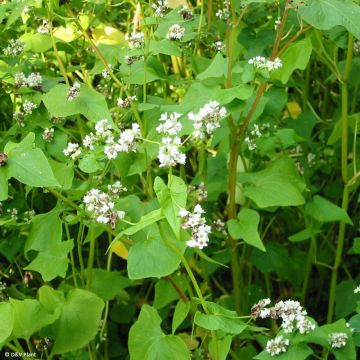 Viljatattari - Fagopyrum esculentum
