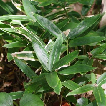Kuriiliensasabambu - Sasa kurilensis