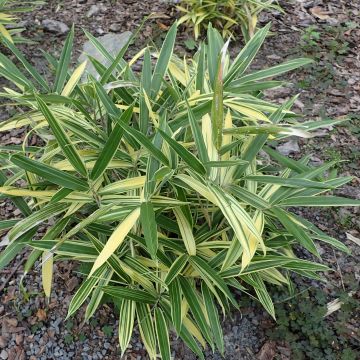 Bambu Albostriata