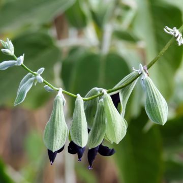 Keijunsalvia - Salvia discolor