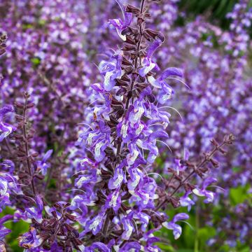 Keijunsalvia - Salvia forsskaolei