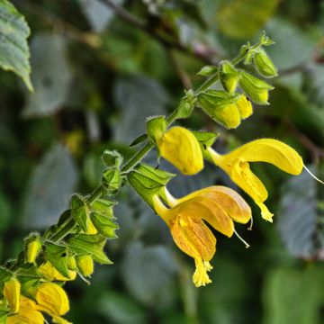 Keltasalvia - Salvia glutinosa
