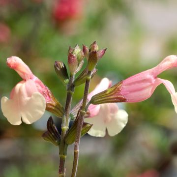 Keijunsalvia Sierra San Antonio