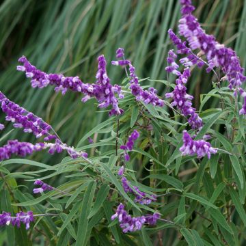 Keijunsalvia - Salvia leucantha