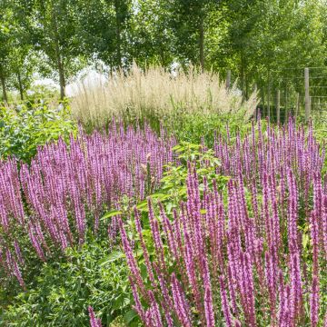 Lehtosalvia Amethyst