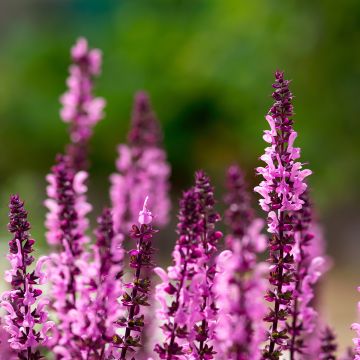 Lehtosalvia Caradonna Pink
