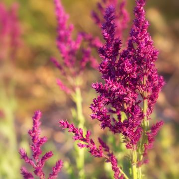 Lehtosalvia Schwellenburg