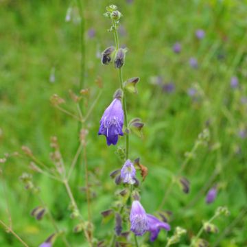Keijunsalvia - Salvia przewalskii