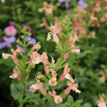 Keijunsalvia Belle de Loire