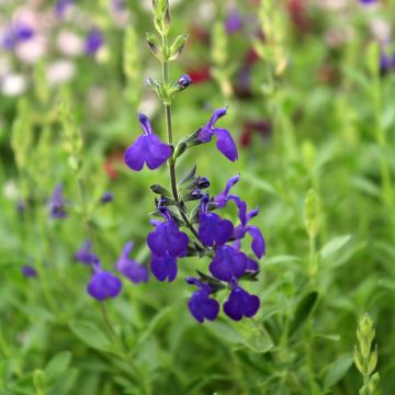 Keijunsalvia Blue Note
