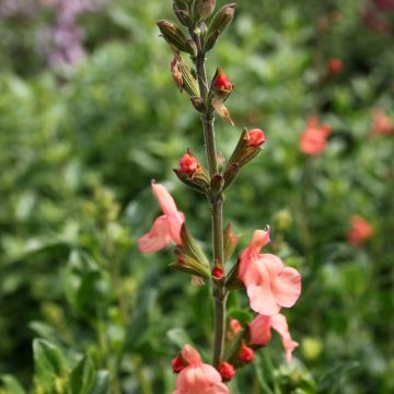 Keijunsalvia California Sunset
