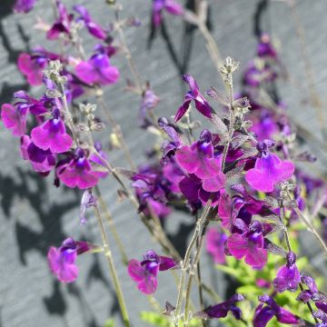 Keijunsalvia Nachtvlinder