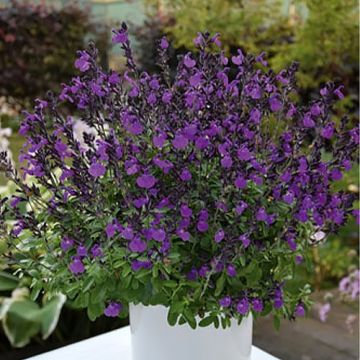 Syyssalvia Mirage Violet