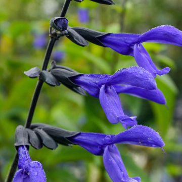 Keijunsalvia Black and Blue