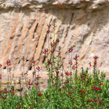 Keijunsalvia Royal Bumble