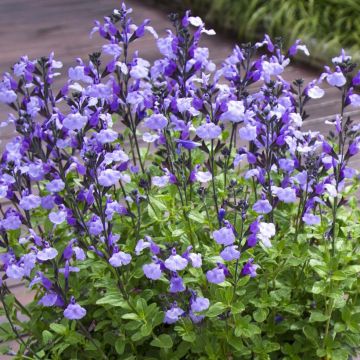 Keijunsalvia SO Cool Pale Blue