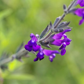 Keijunsalvia - Salvia coahuilensis