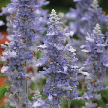 Härmesalvia Sallyfun Sky Blue