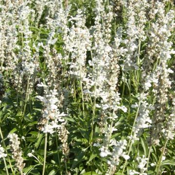Härmesalvia Cirrus
