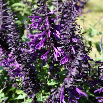 Keijunsalvia Amistad