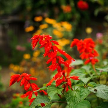 Keijunsalvia Ember's Wish