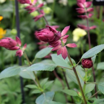 Keijunsalvia Love and Wishes