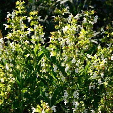 Ryytisalvia Albiflora