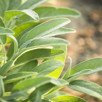 Ryytisalvia luomu - Salvia officinalis