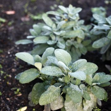 Ryytisalvia Berggarten
